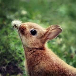 定番じゃない動物画像を貼ろう