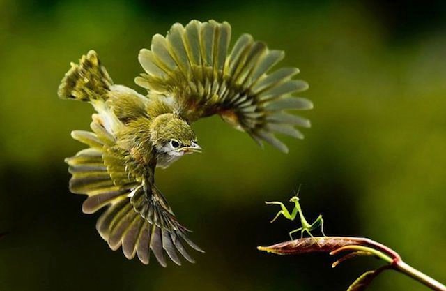 定番じゃない動物画像を貼ろう