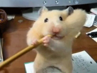 定番じゃない動物画像を貼ろう