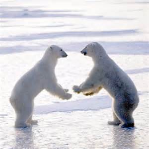 定番じゃない動物画像を貼ろう