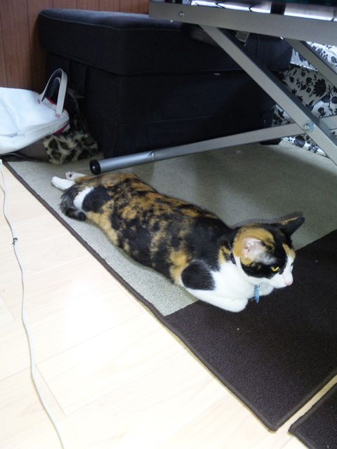 定番じゃない動物画像を貼ろう