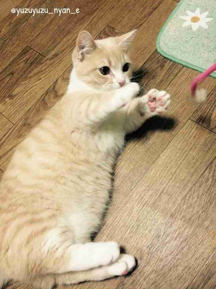 定番じゃない動物画像を貼ろう
