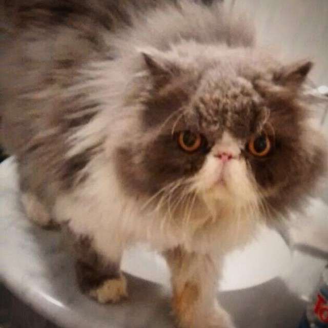 初期の頃のアーティスト画像を貼るトピ