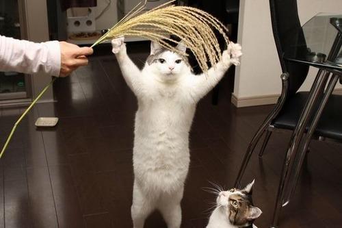 ペットが一人遊びできるおもちゃ