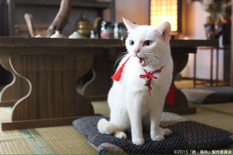 『猫侍』 好きな人