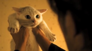 『猫侍』 好きな人