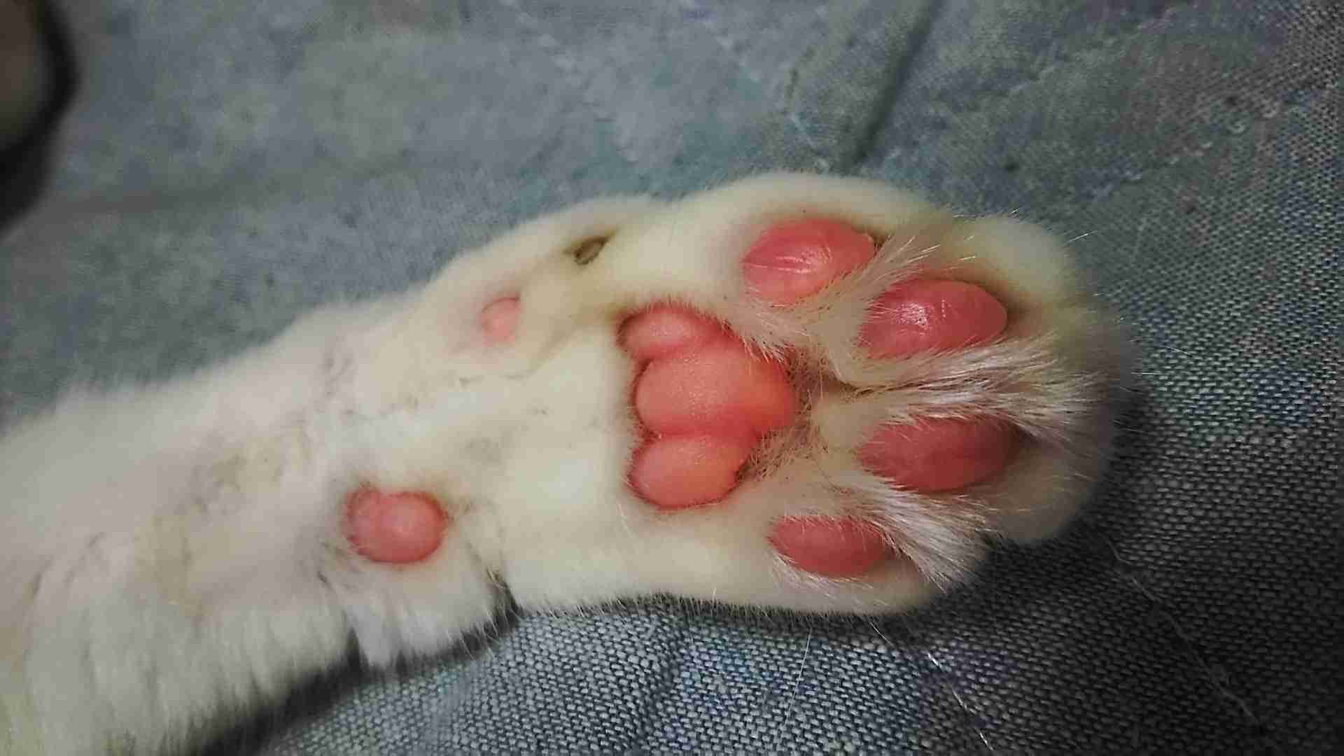 『猫侍』 好きな人