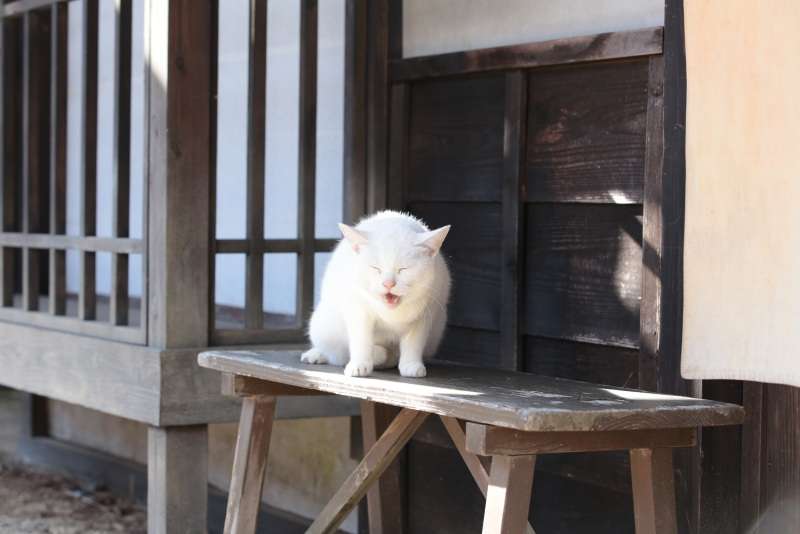 『猫侍』 好きな人