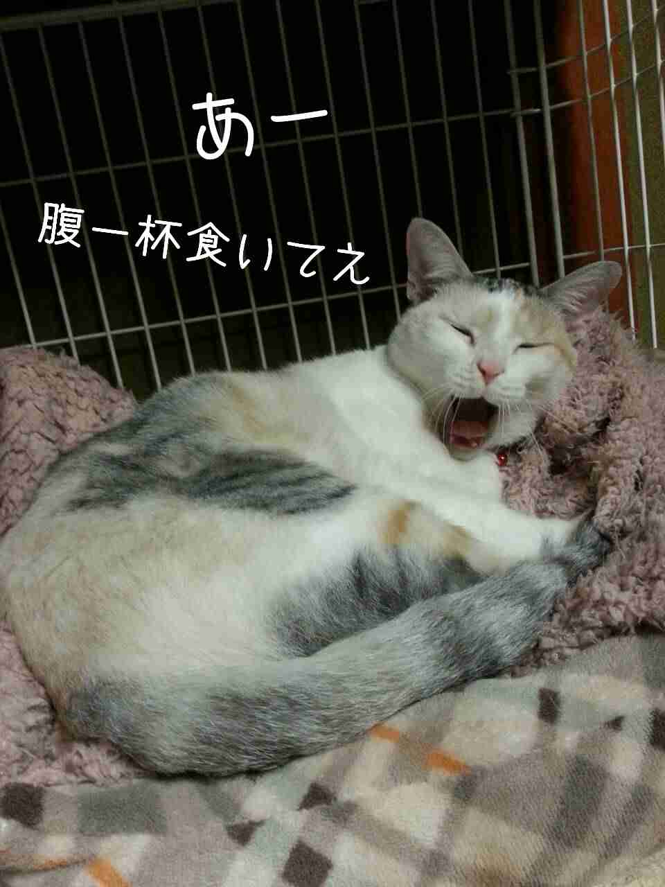 「もち」の二文字に惹かれてしょうがない