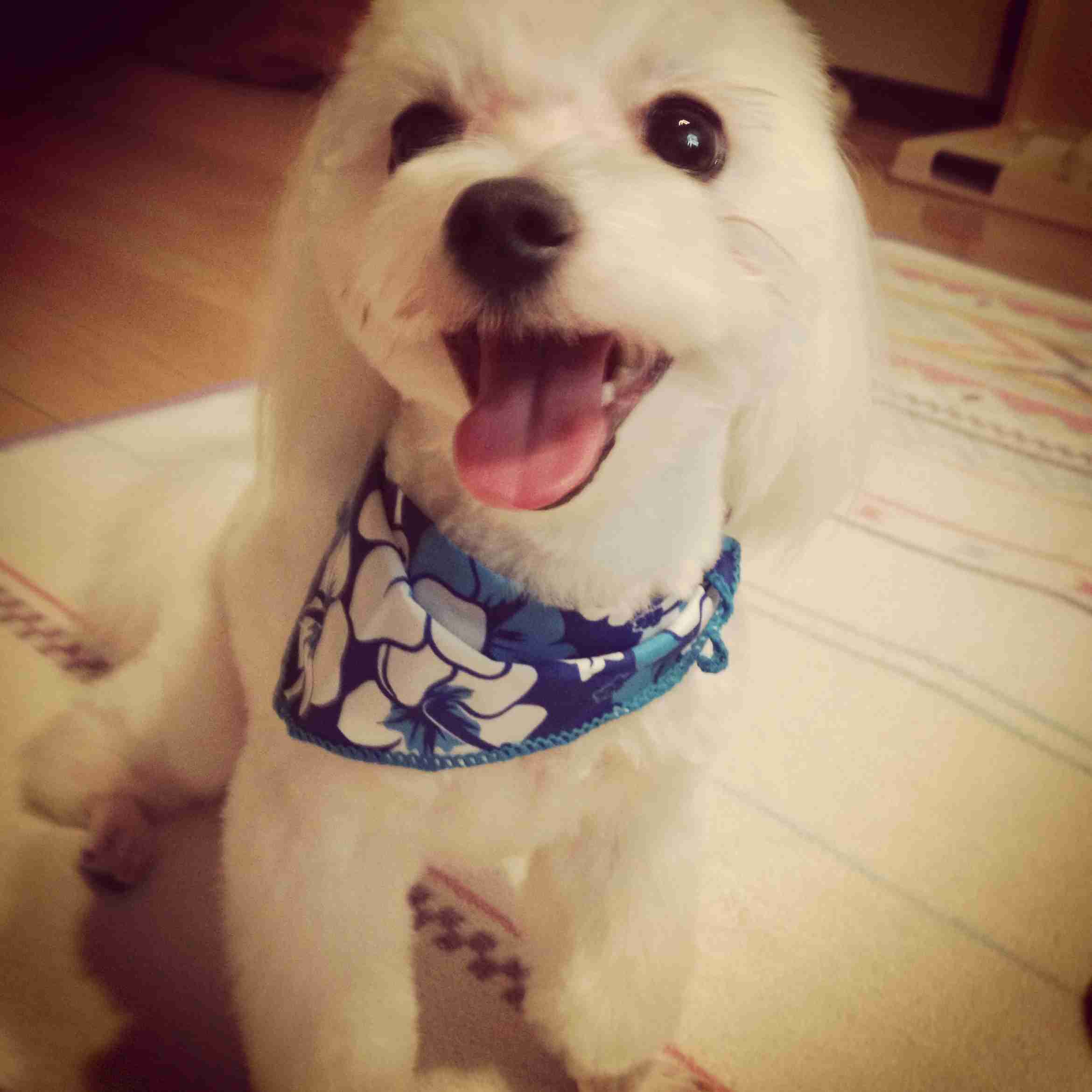 マルチーズ好きな人♪