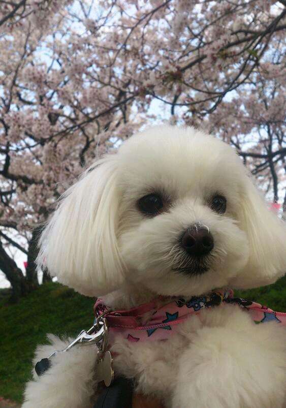 マルチーズ好きな人♪