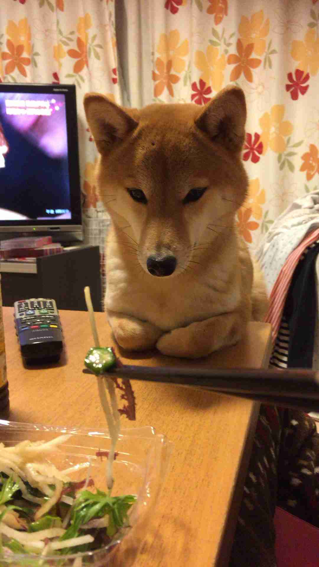 みなさんのペットを見せてください！