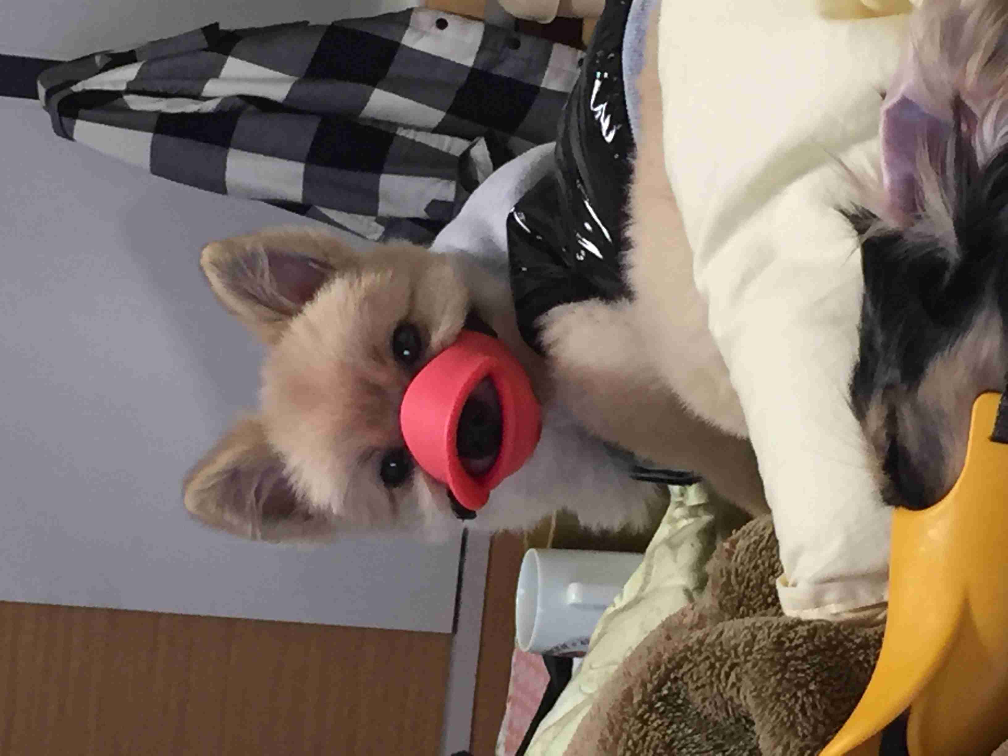 みなさんのペットを見せてください！