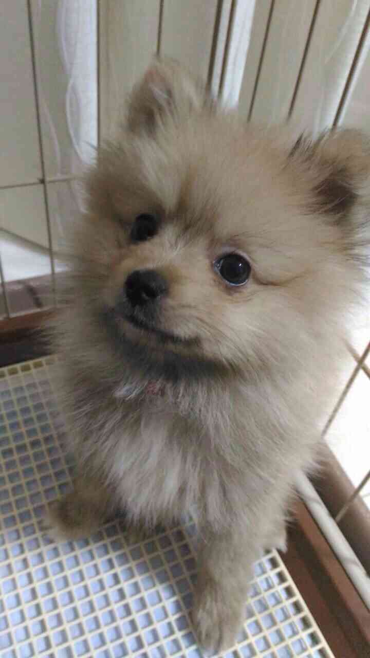 みなさんのペットを見せてください！