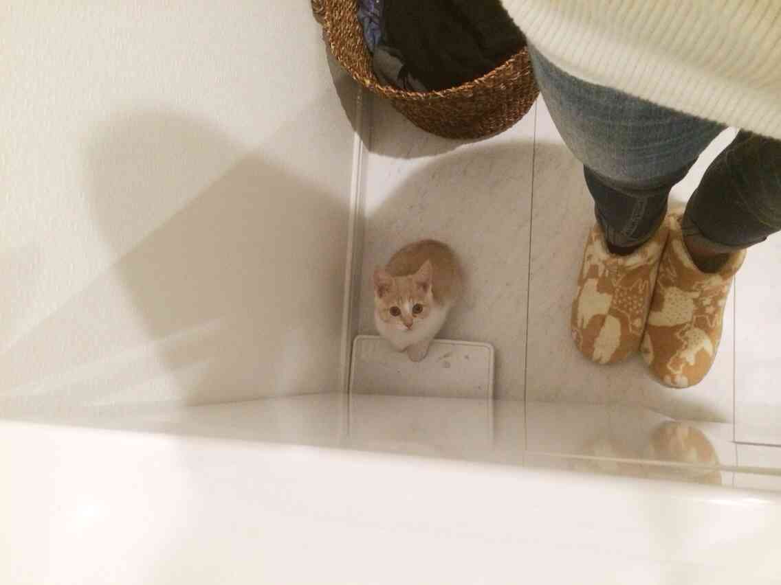 みなさんのペットを見せてください！