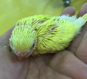 みなさんのペットを見せてください！
