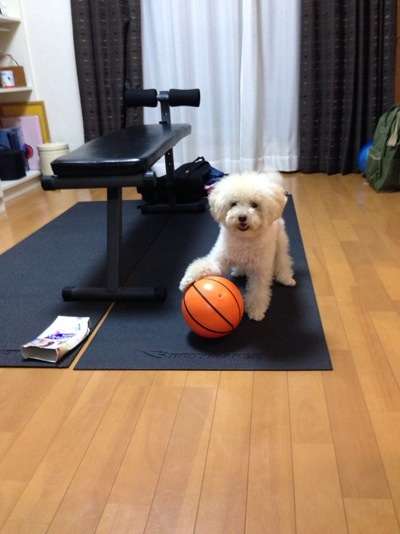 みなさんのペットを見せてください！