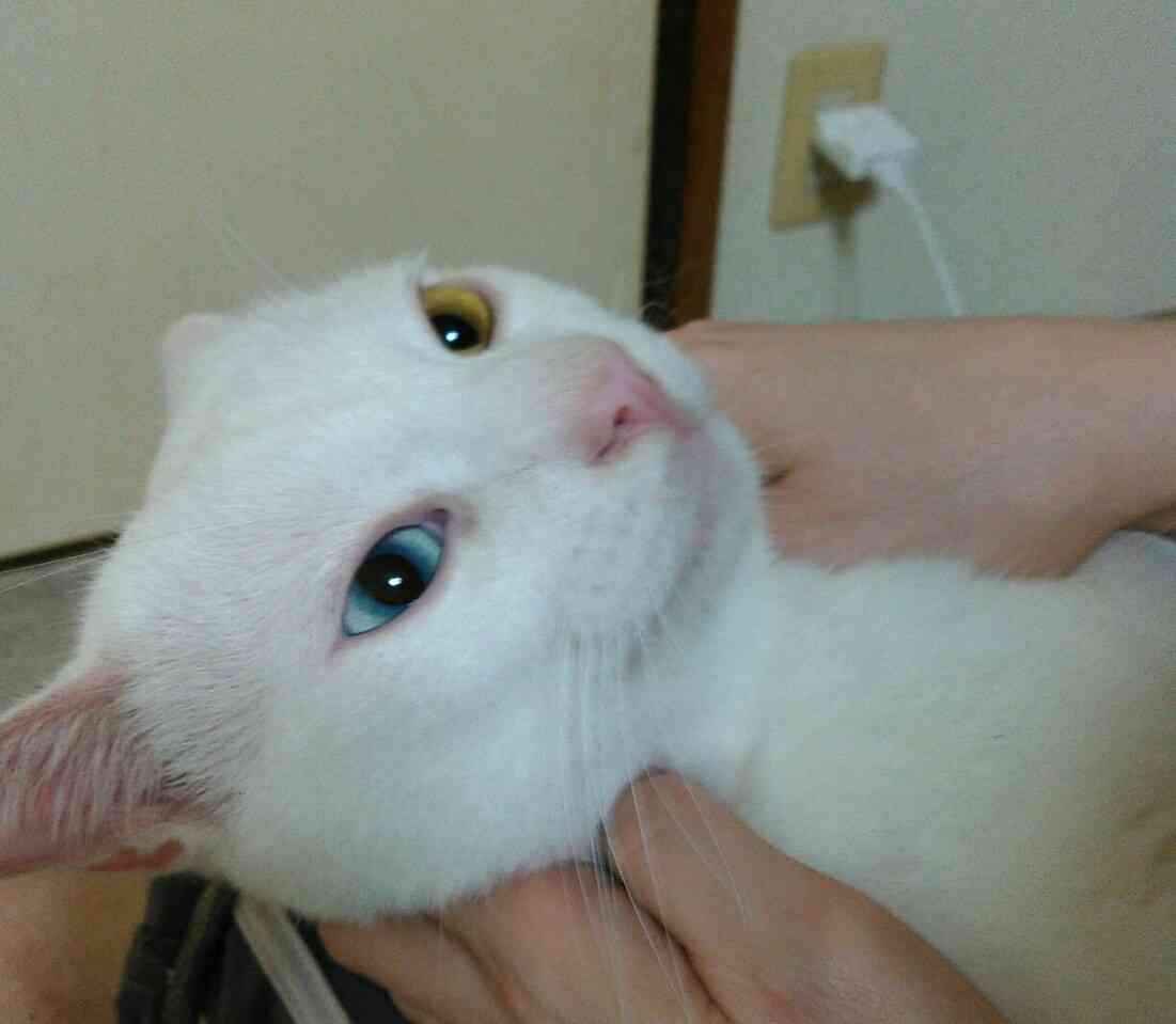 みなさんのペットを見せてください！