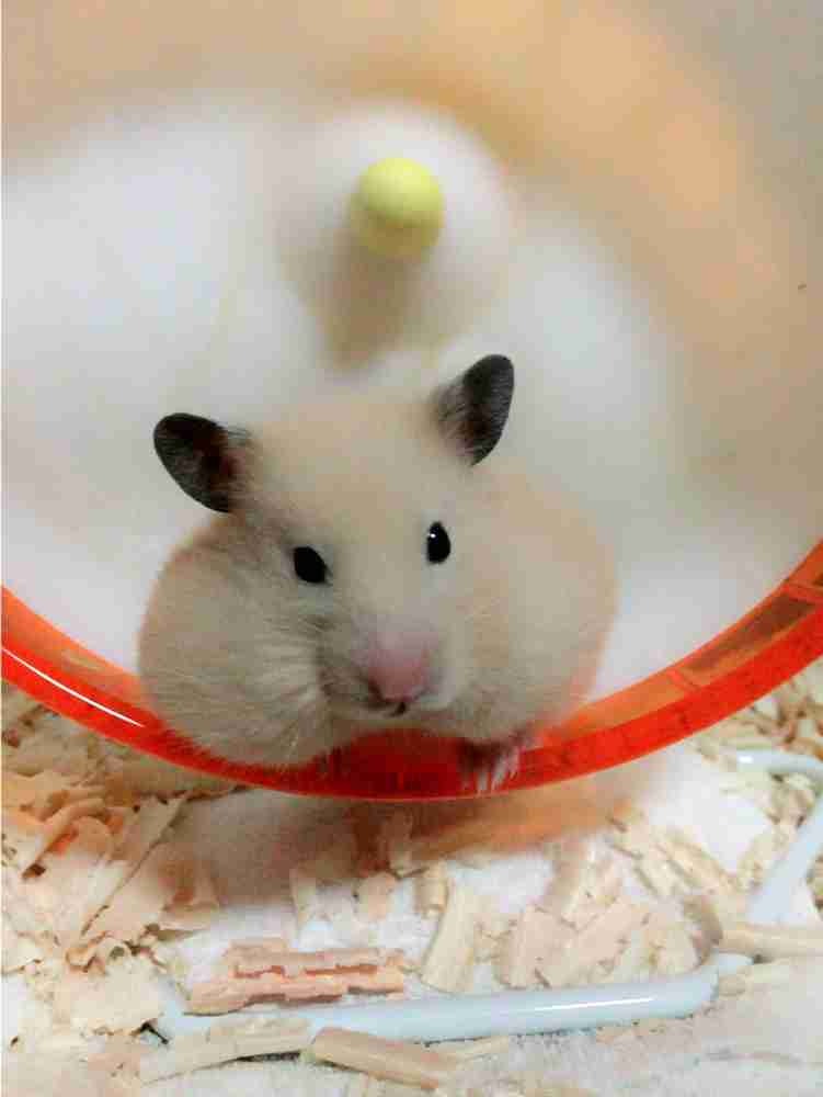 みなさんのペットを見せてください！