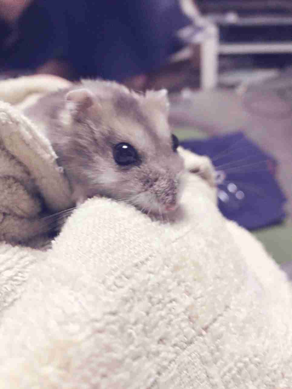 みなさんのペットを見せてください！