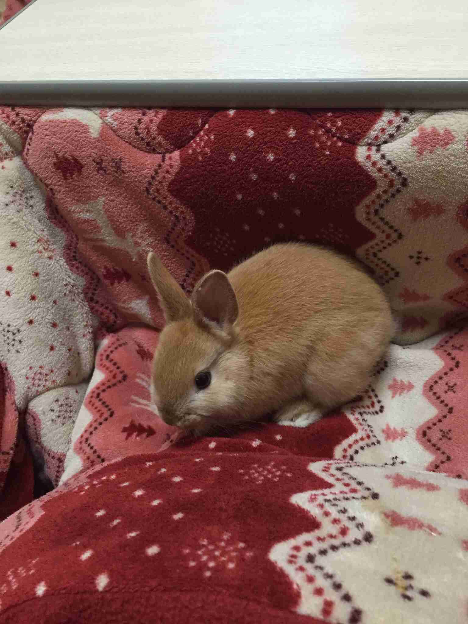 みなさんのペットを見せてください！