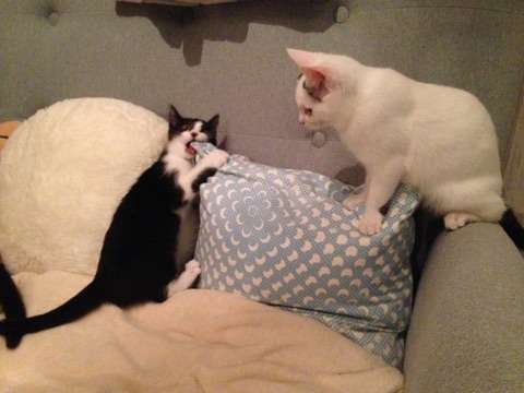 みなさんのペットを見せてください！