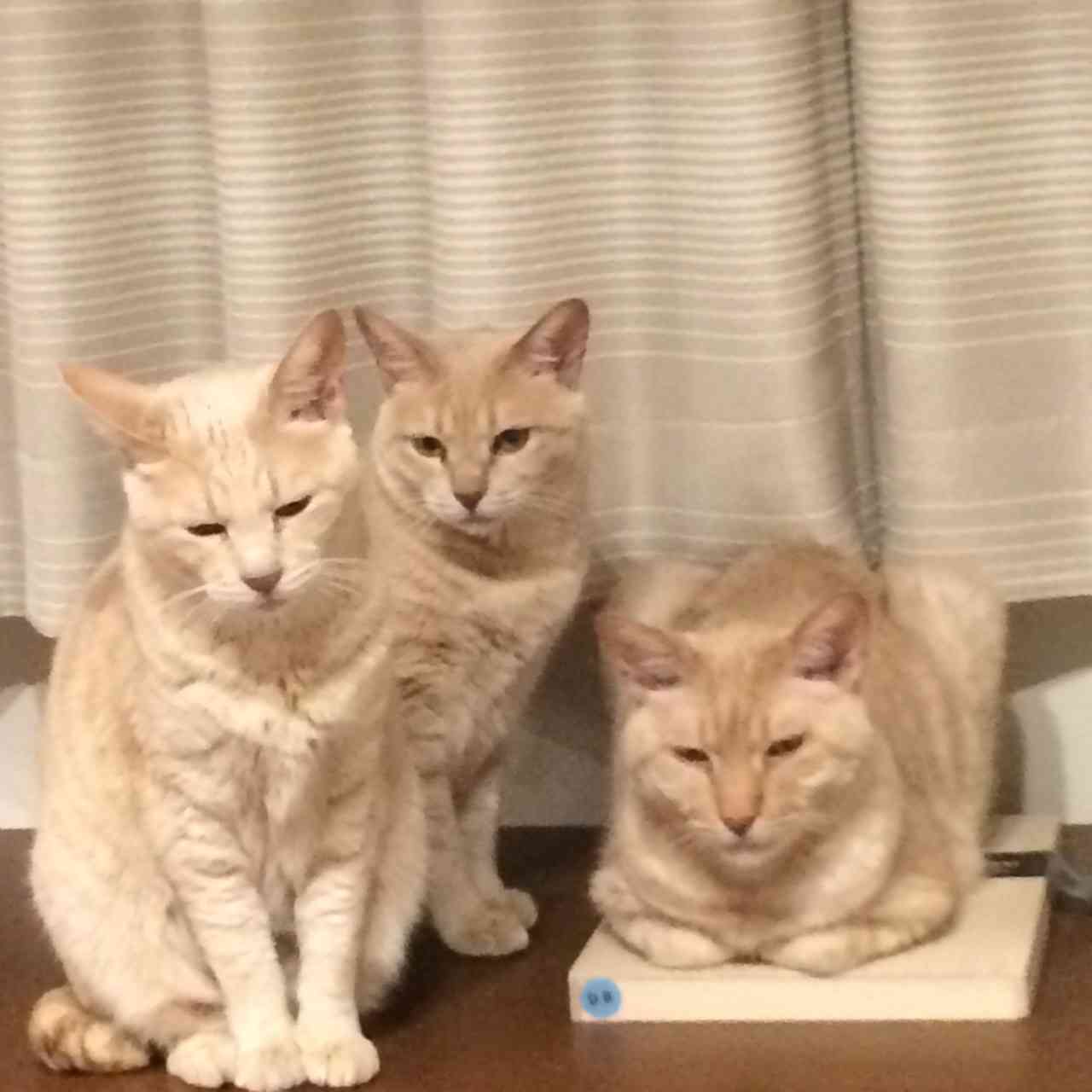 みなさんのペットを見せてください！