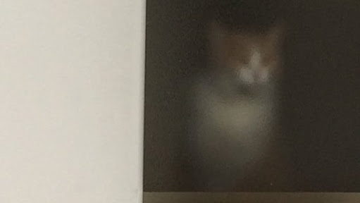「猫がお風呂場についてくる理由」を獣医師が解説