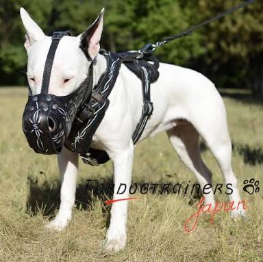 ビジュアルに自信がない女子必見！ マスクで顔を隠す「マスク de お見合い」開催