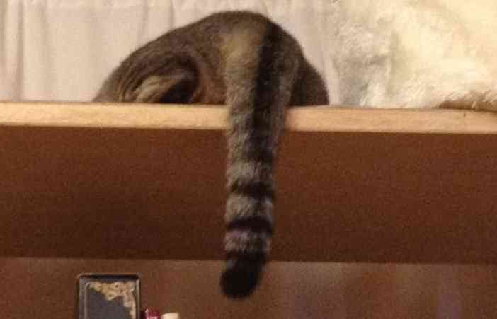 自作してみたら良かったもの