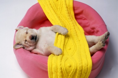 犬好きが、犬への熱い想いをつづるトピ。
