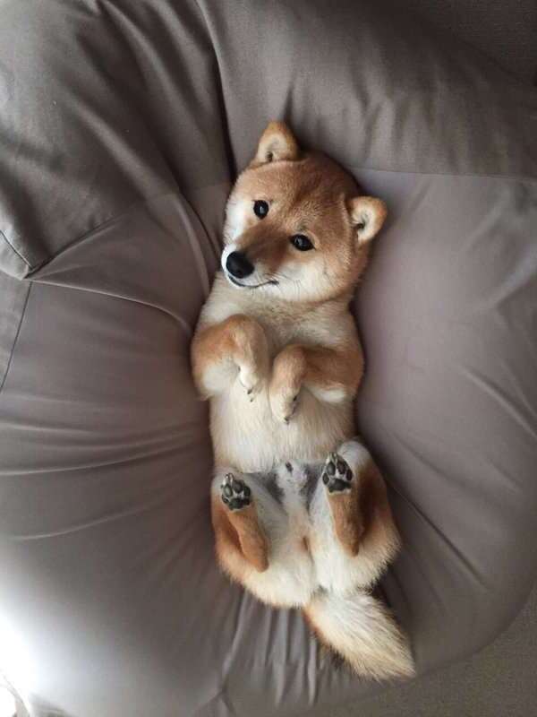 犬好きが、犬への熱い想いをつづるトピ。