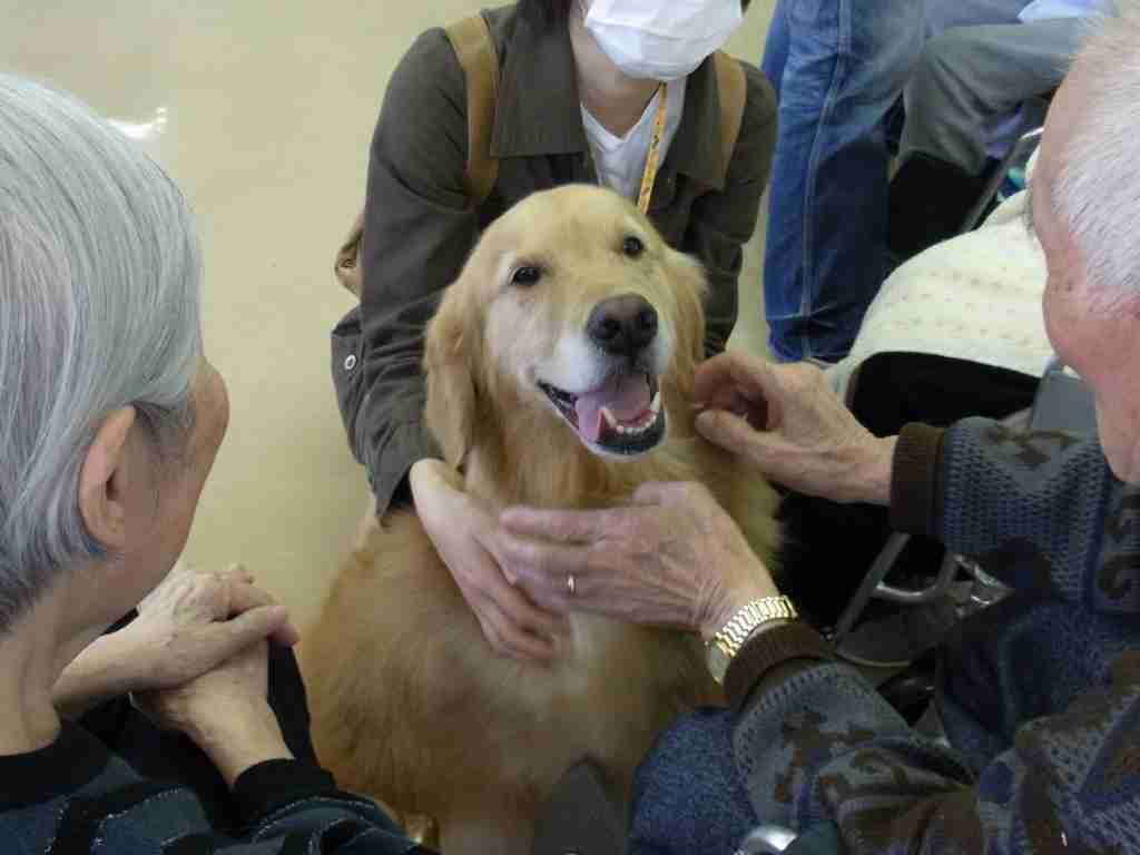 犬好きが、犬への熱い想いをつづるトピ。