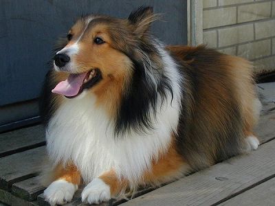 犬好きが、犬への熱い想いをつづるトピ。