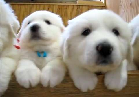 犬好きが、犬への熱い想いをつづるトピ。