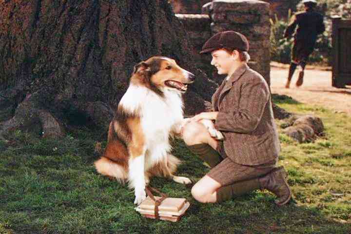 犬好きが、犬への熱い想いをつづるトピ。