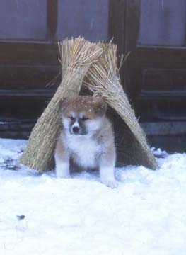 犬好きが、犬への熱い想いをつづるトピ。