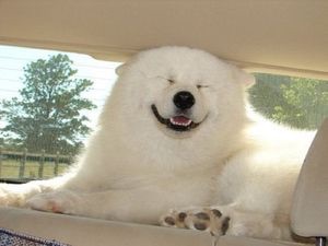 犬好きが、犬への熱い想いをつづるトピ。