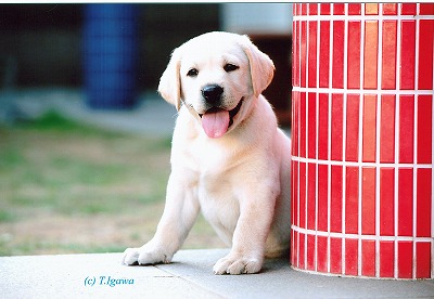 犬好きが、犬への熱い想いをつづるトピ。
