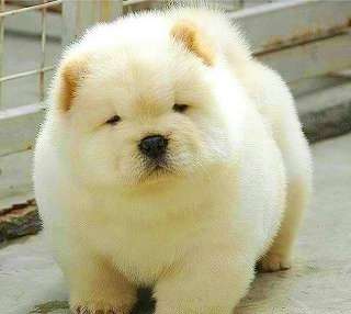 犬好きが、犬への熱い想いをつづるトピ。