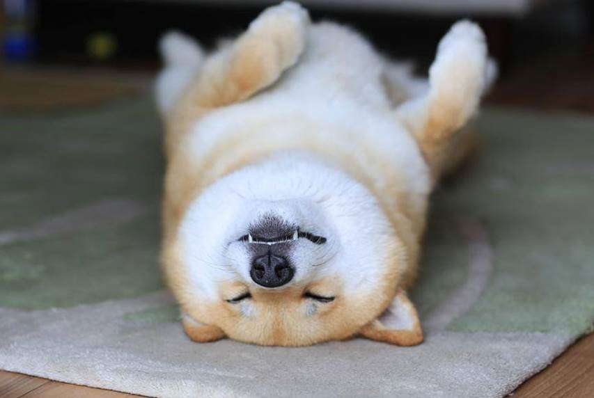犬好きが、犬への熱い想いをつづるトピ。