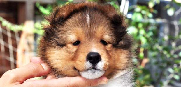 犬好きが、犬への熱い想いをつづるトピ。