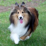犬好きが、犬への熱い想いをつづるトピ。
