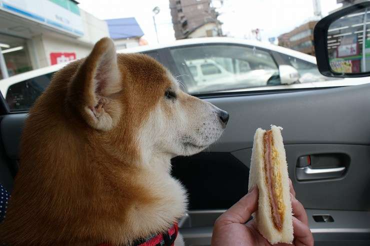犬好きが、犬への熱い想いをつづるトピ。