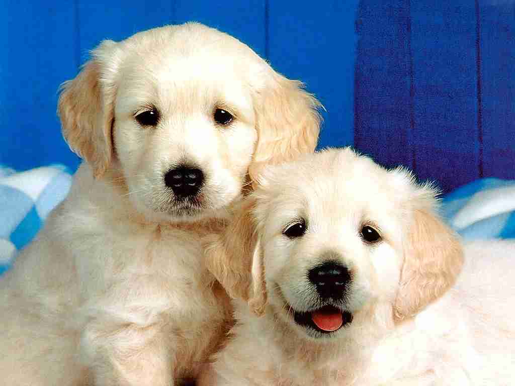 犬好きが、犬への熱い想いをつづるトピ。