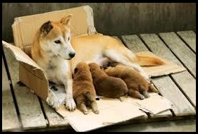 犬好きが、犬への熱い想いをつづるトピ。