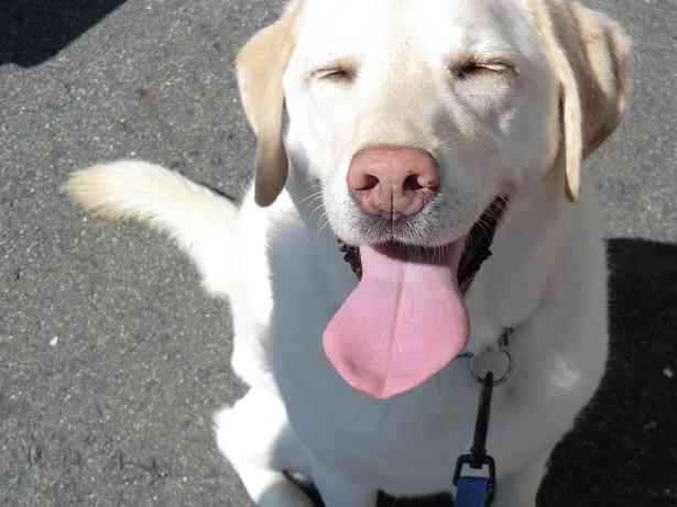 犬好きが、犬への熱い想いをつづるトピ。
