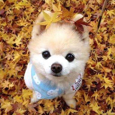 犬好きが、犬への熱い想いをつづるトピ。