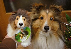 犬好きが、犬への熱い想いをつづるトピ。