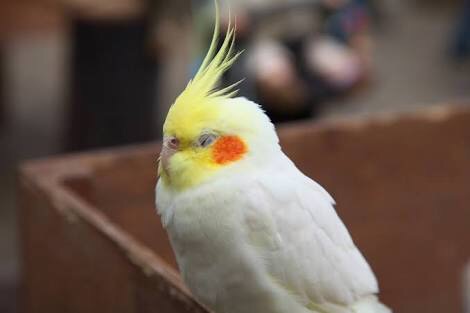 インコ、九官鳥飼ってる方